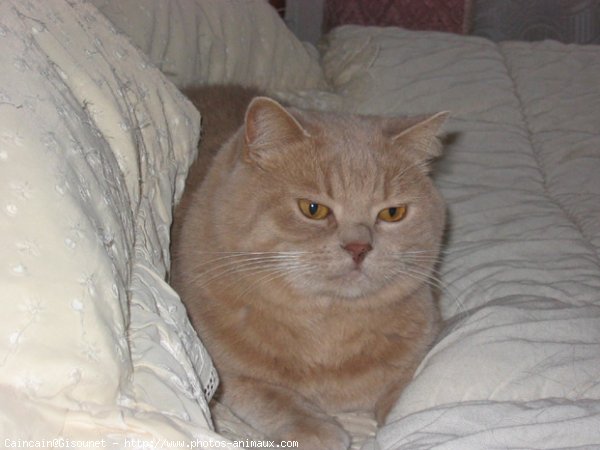 Photo de British shorthair