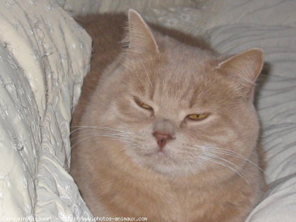 Photo de British shorthair