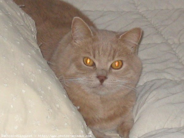 Photo de British shorthair