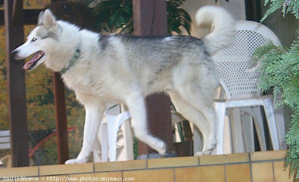 Photo de Husky siberien