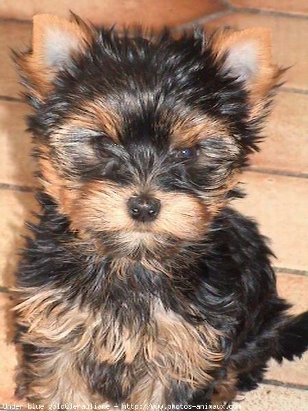 Photo de Yorkshire terrier