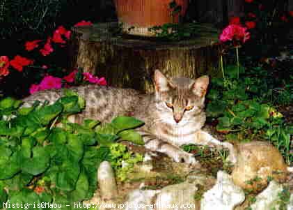 Photo de Chat domestique