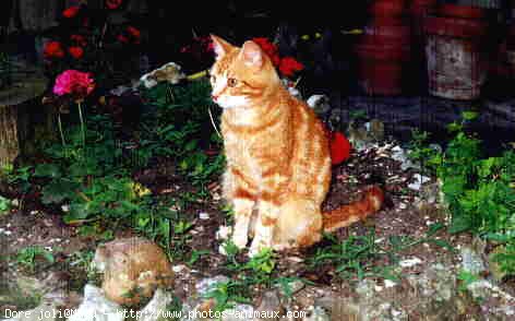 Photo de Chat domestique