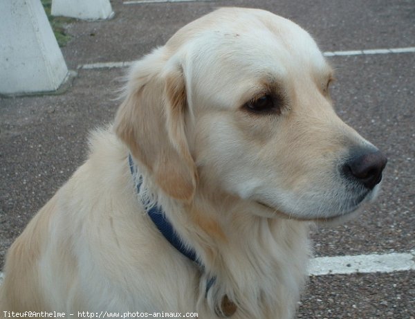 Photo de Golden retriever