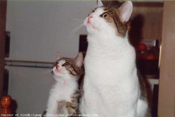 Photo de Chat domestique