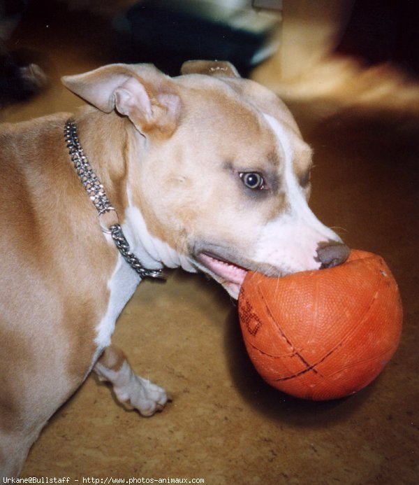 Photo d'American staffordshire terrier