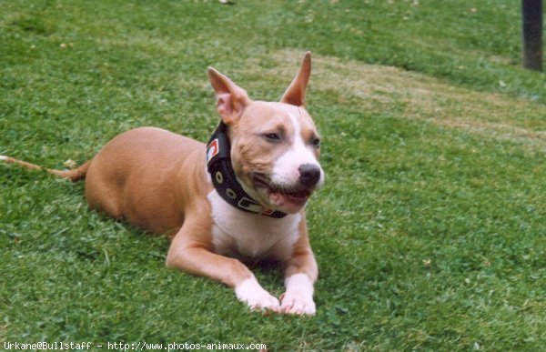 Photo d'American staffordshire terrier