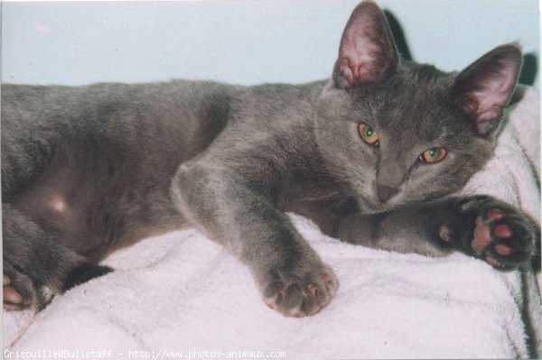 Photo de Chartreux