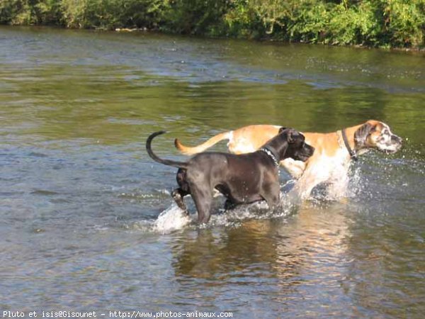 Photo de Dogue allemand