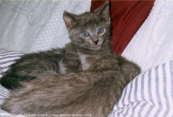 Photo de Chartreux