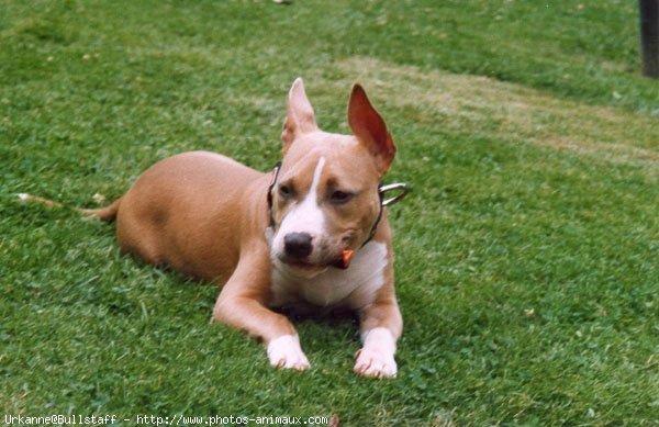 Photo d'American staffordshire terrier