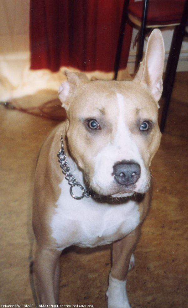 Photo d'American staffordshire terrier