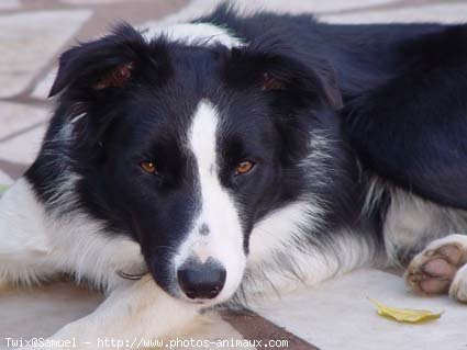 Photo de Border collie