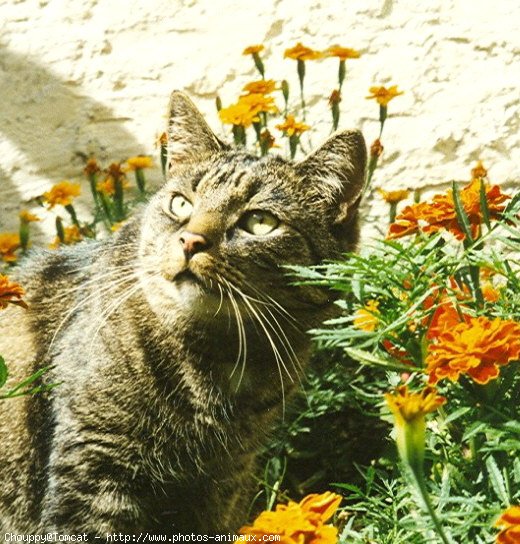 Photo de Chat domestique