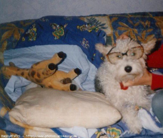 Photo de Fox terrier  poil dur