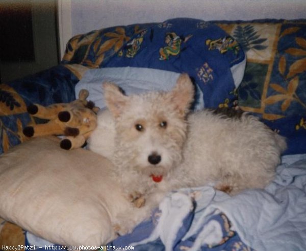 Photo de Fox terrier  poil dur