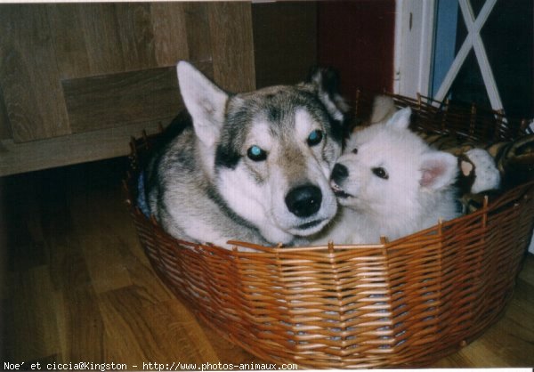 Photo de Berger blanc suisse