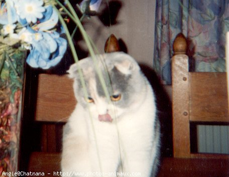 Photo de Scottish fold