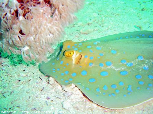 Photo de Poissons exotiques