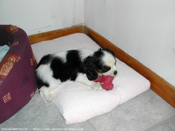 Photo de Cavalier king charles spaniel