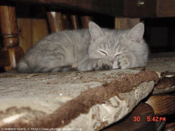 Photo de British shorthair