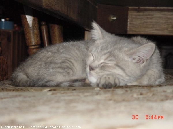 Photo de British shorthair