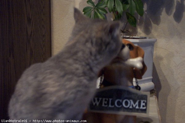 Photo de British shorthair