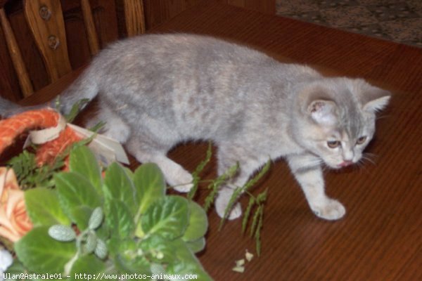 Photo de British shorthair