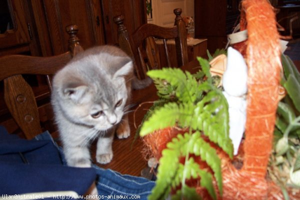 Photo de British shorthair