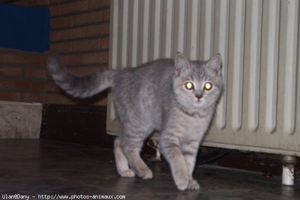 Photo de British shorthair