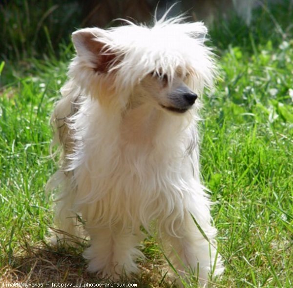 Photo de Chien chinois nu à crête Tina N sur Photos Animaux com