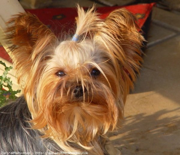 Photo de Yorkshire terrier