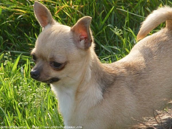 Photo de Chihuahua  poil court