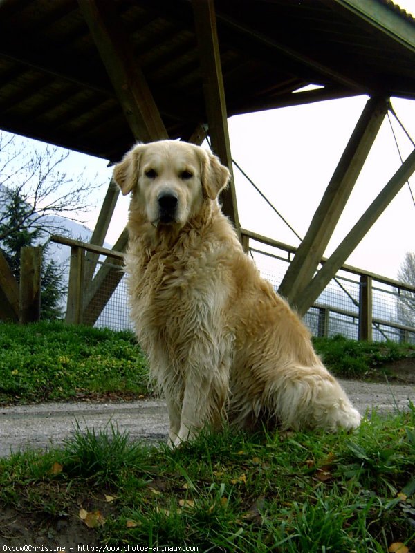 Photo de Golden retriever