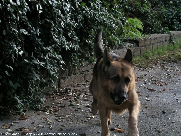 Photo de Berger allemand  poil court