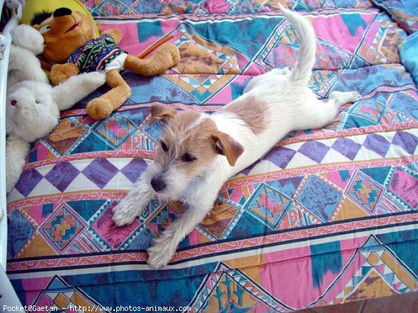 Photo de Jack russell terrier