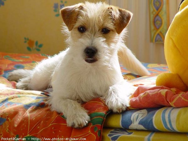 Photo de Jack russell terrier