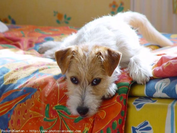 Photo de Jack russell terrier