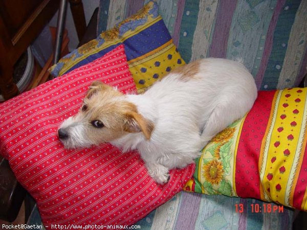 Photo de Jack russell terrier