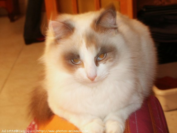 Photo de Ragdoll