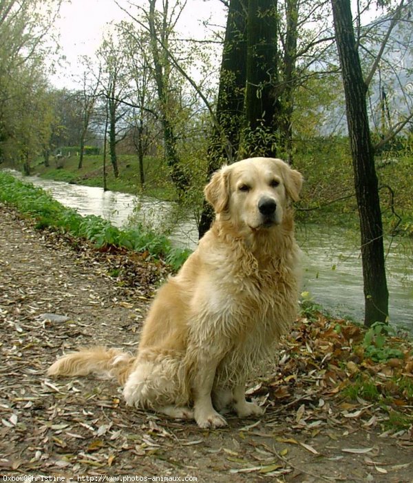 Photo de Golden retriever