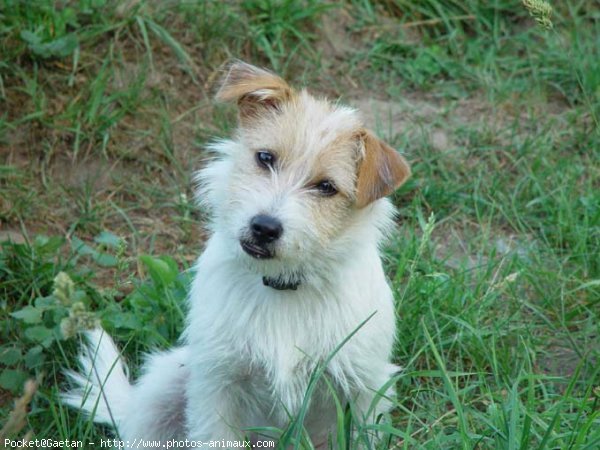 Photo de Jack russell terrier