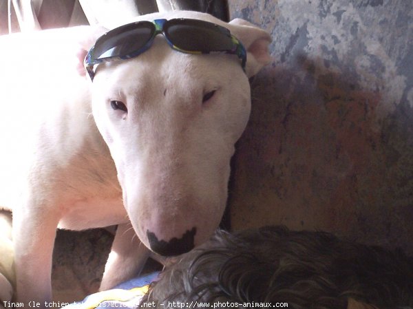 Photo de Bull terrier miniature