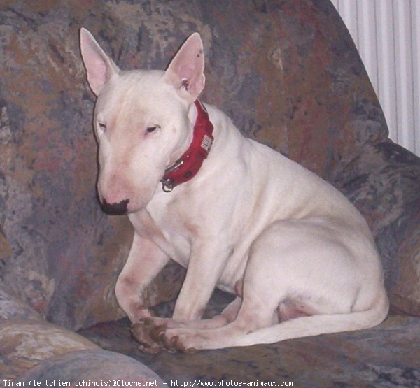 Photo de Bull terrier miniature