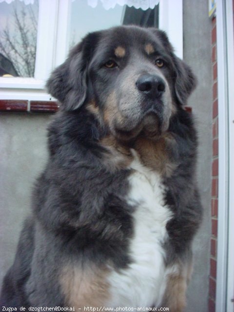 Photo de Dogue du tibet