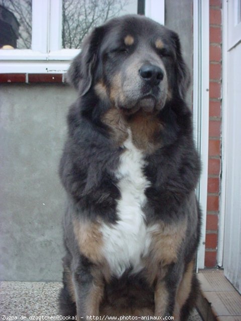 Photo de Dogue du tibet