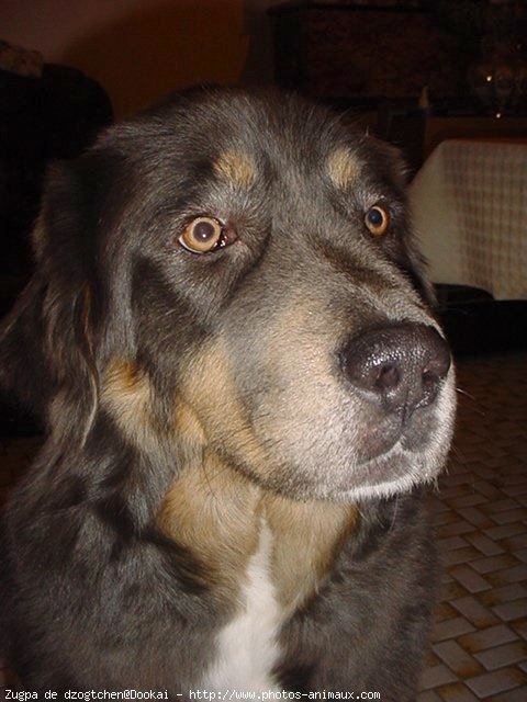 Photo de Dogue du tibet