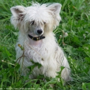 Photo de Chien chinois nu  crte