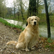 Photo de Golden retriever