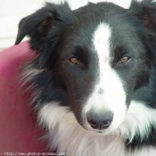 Photo de Border collie